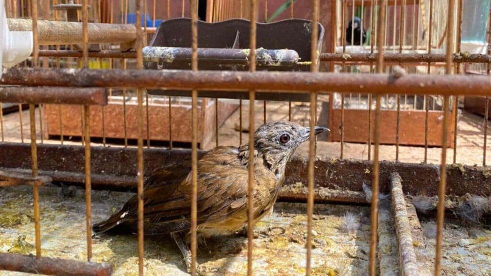 Pássaros presos em gaiolas Pássaros presos em gaiolas