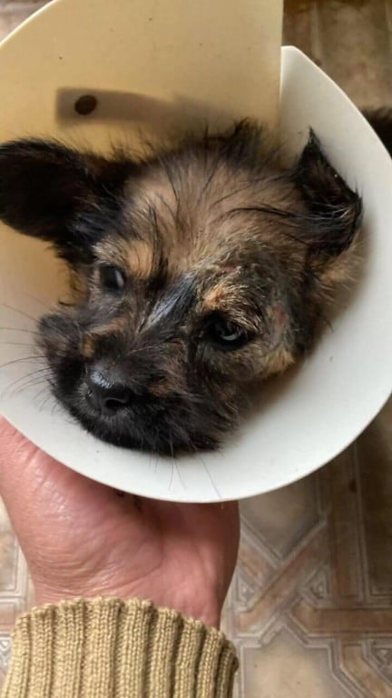 Cachorro com cone no pescoço