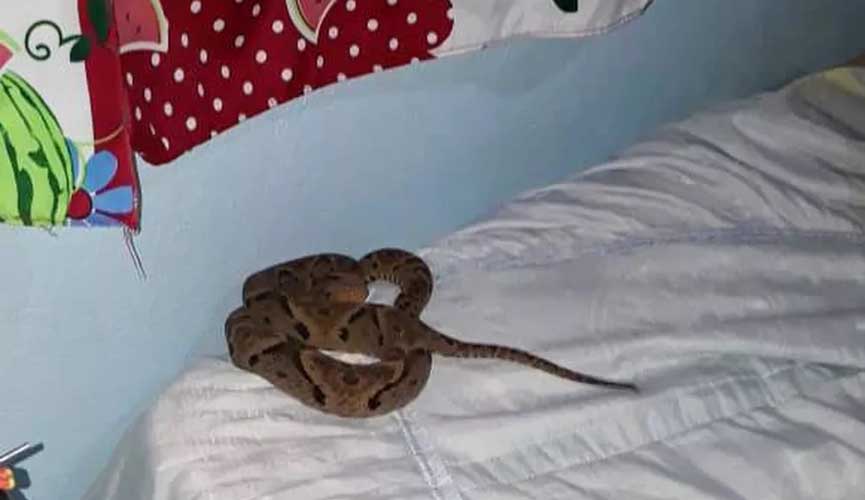 Menino de 10 anos é picado por jararaca na cama enquanto dormia Menino de 10 anos é picado por jararaca na cama enquanto dormia