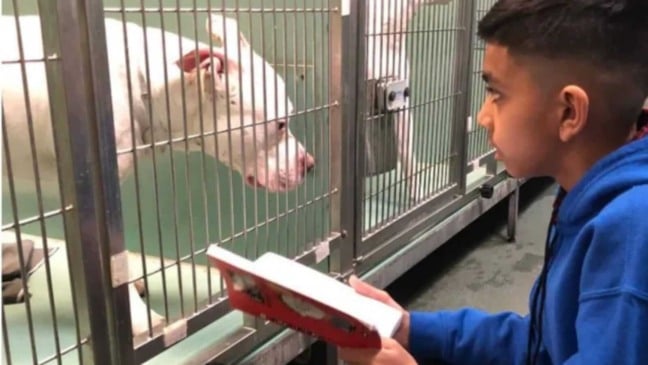 Menino lendo para cães em abrigo