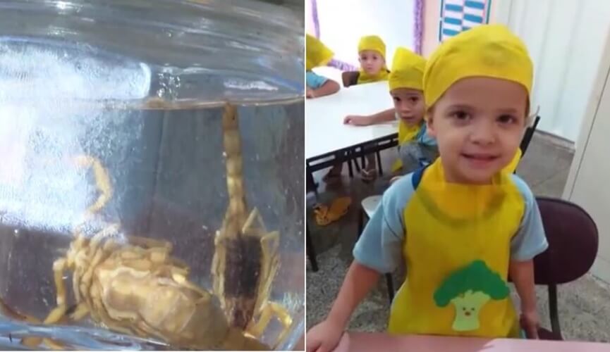 Menino morre com picada de escorpião Menino morre com picada de escorpião