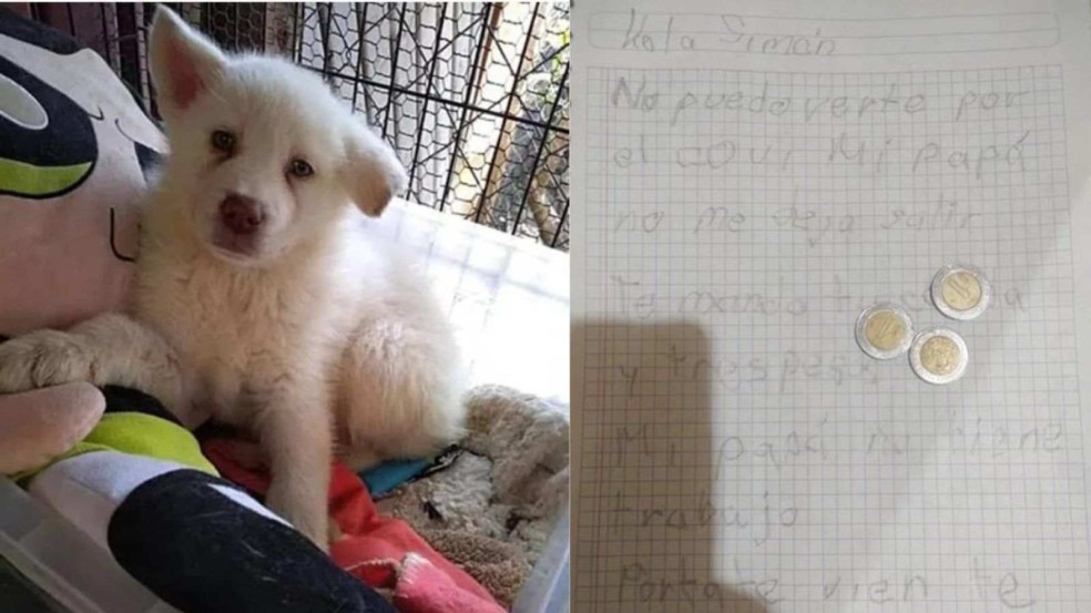 (Foto: Reprodução/Albergue Pergatuzoo)