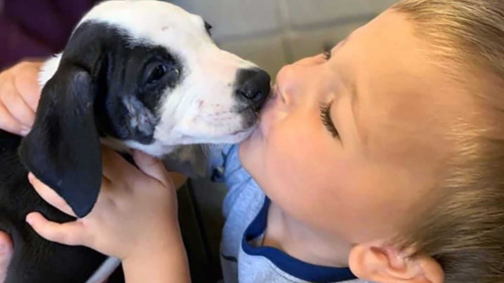 Menino beijando cachorro