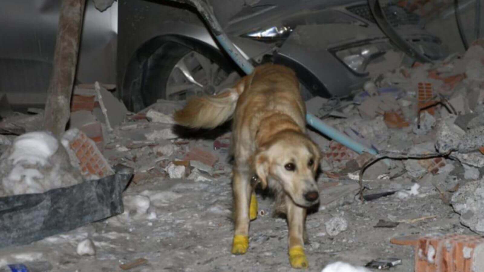 Cachorro com patas enfaixadas