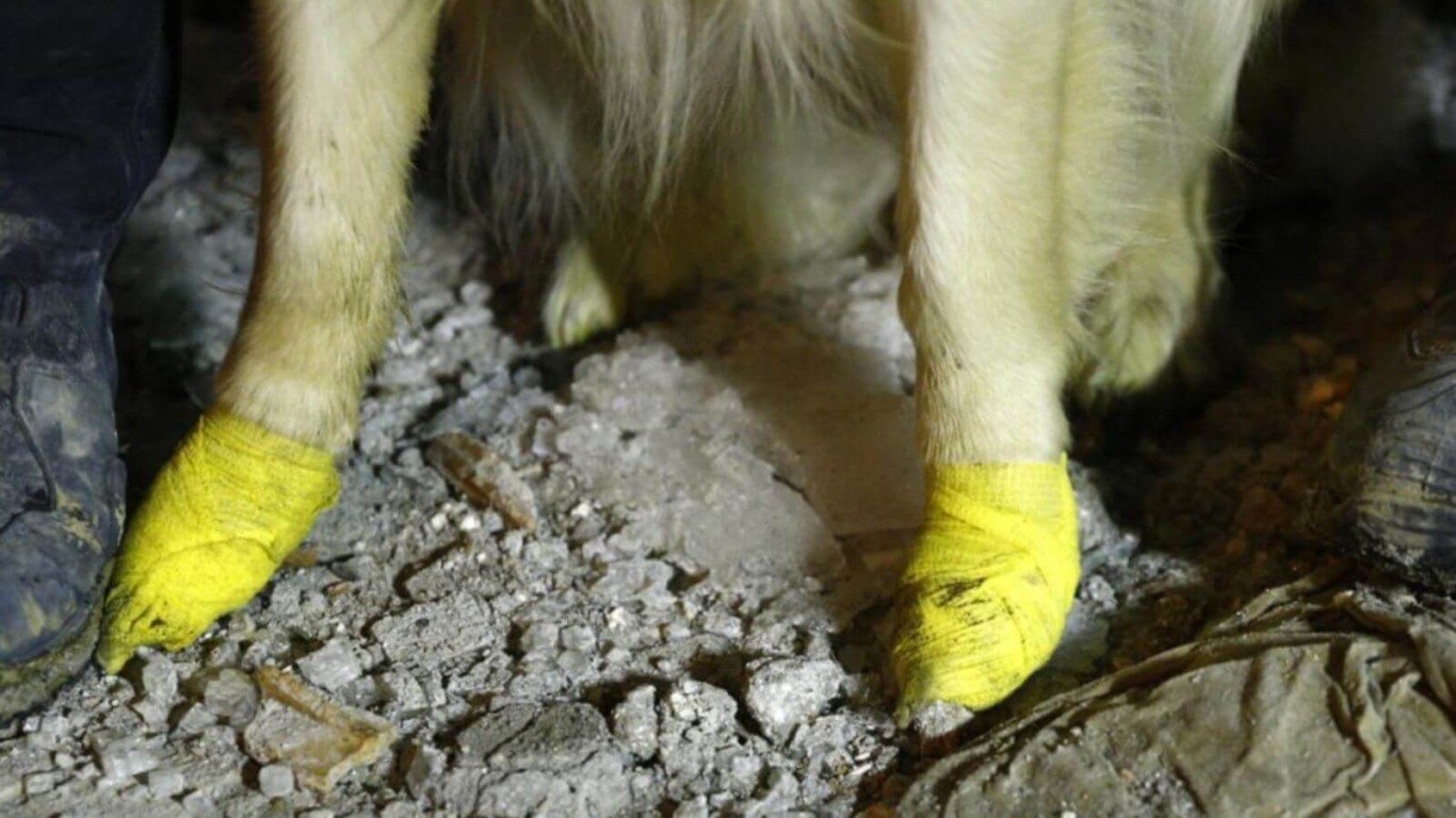 Cachorro com patas enfaixadas