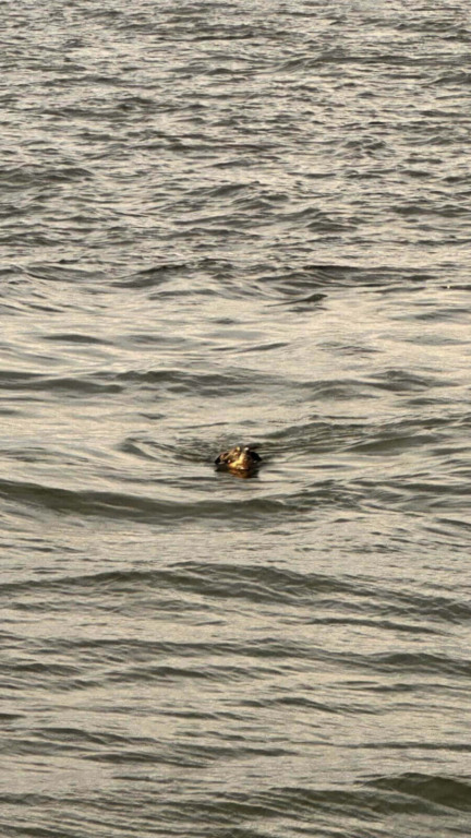 Cachorro resgatado de alto mar por cruzeiro