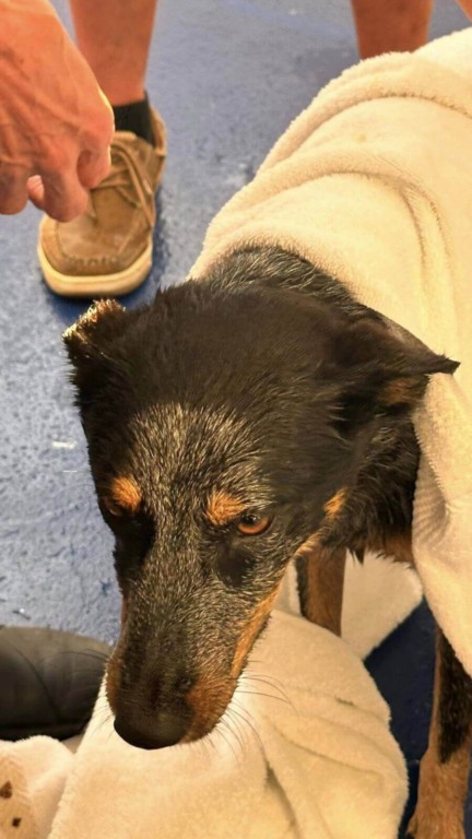 Cachorro resgatado de alto mar por cruzeiro