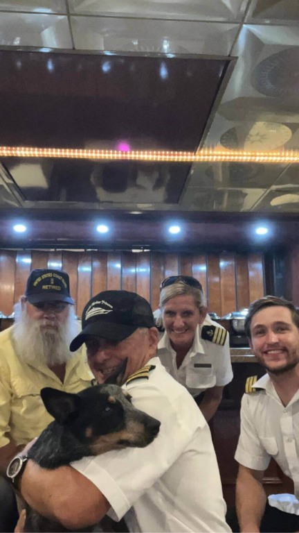 Cachorro resgatado de alto mar por cruzeiro