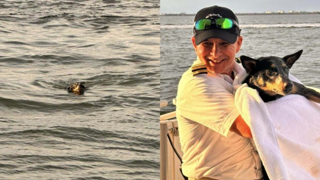 Cachorro resgatado de alto mar por cruzeiro