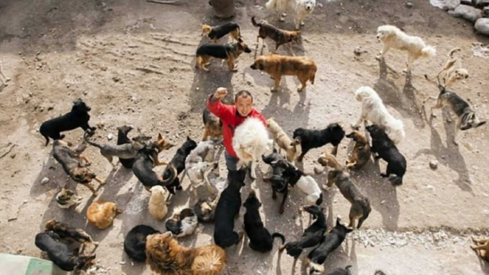 Homem cercado de cachorros