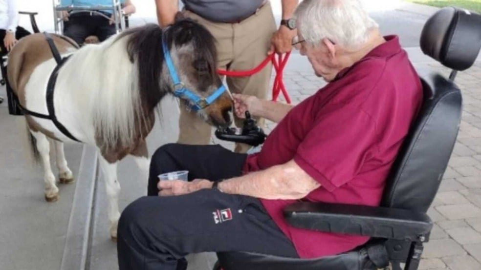 Idoso com mini cavalo