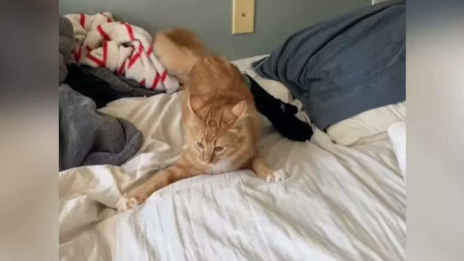 Remy, o gato laranja