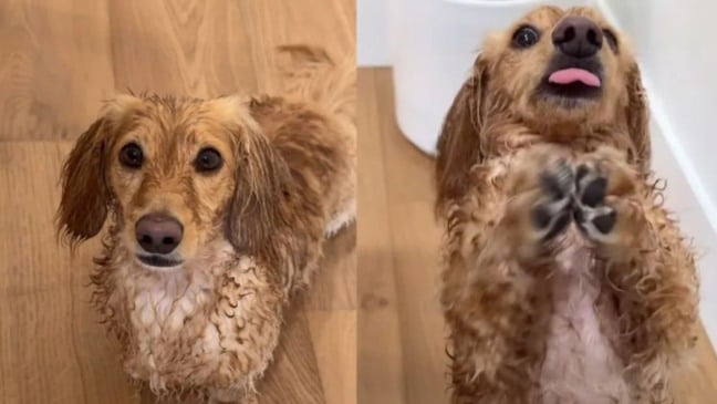 Winston todo molhado