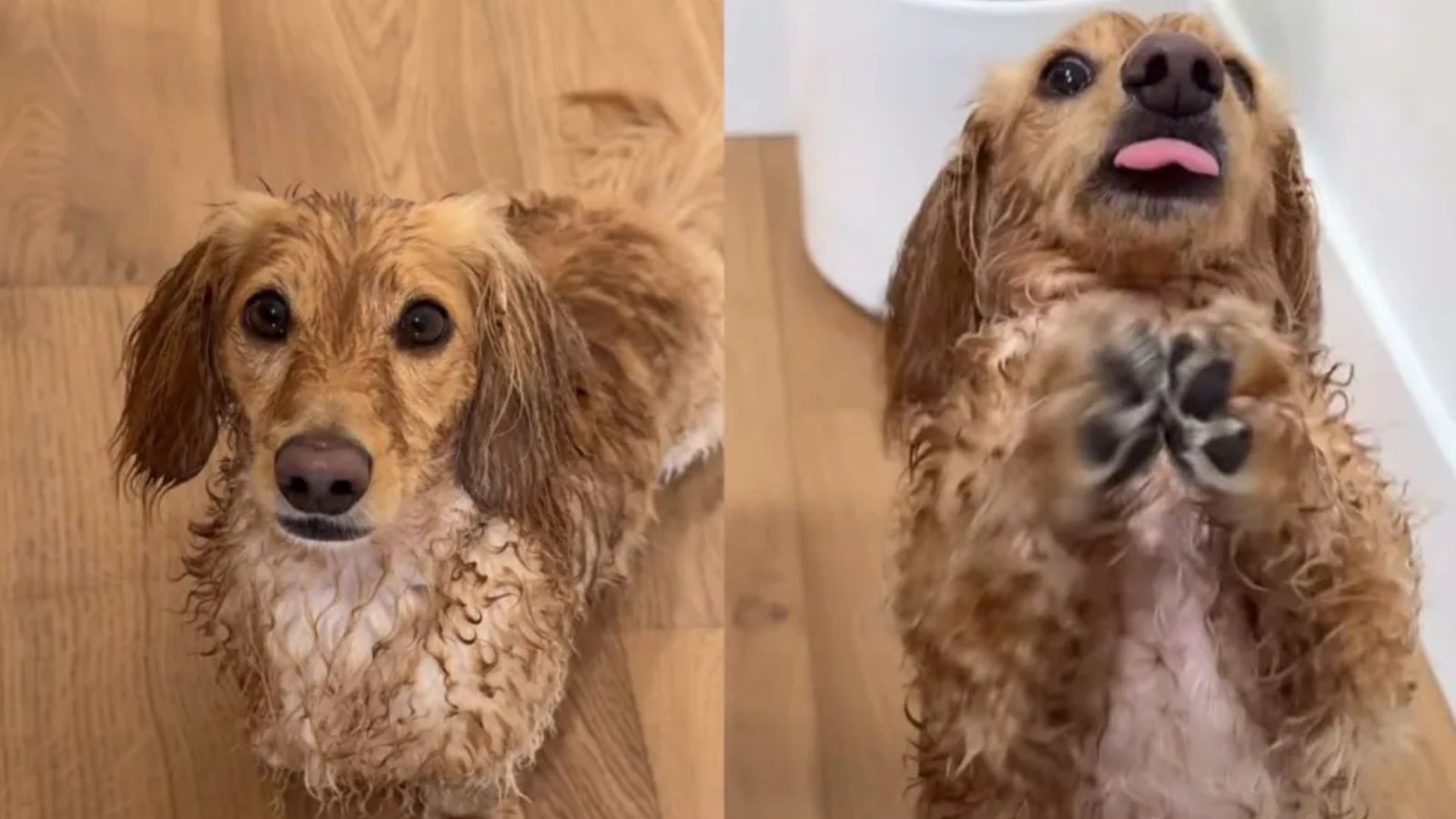 Winston todo molhado