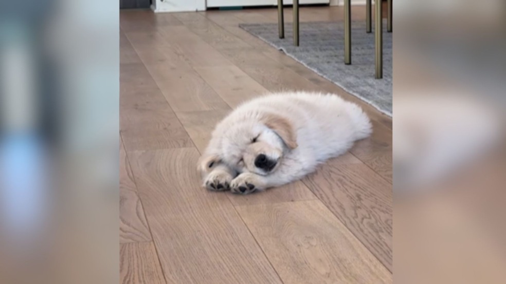 Foto: Reprodução/@maui_thegoldenpup/Instagram/Dog Time