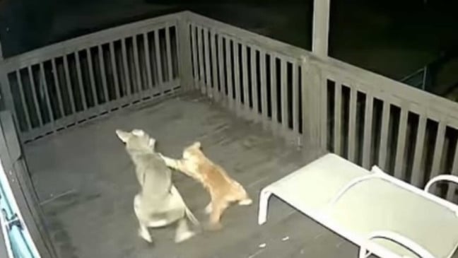 Gato brigando com coiote