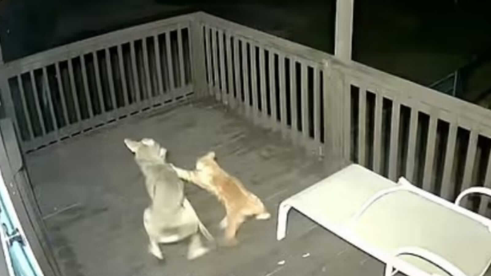 Gato brigando com coiote