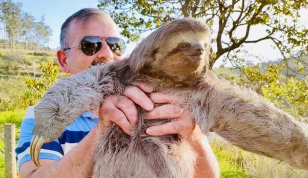 Morador de Louveira salva bicho-preguiça em rodovia