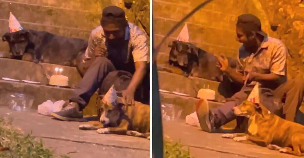 Homem em escadaria com cachorros
