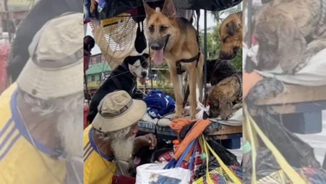 Morador de rua com cachorros abandonados