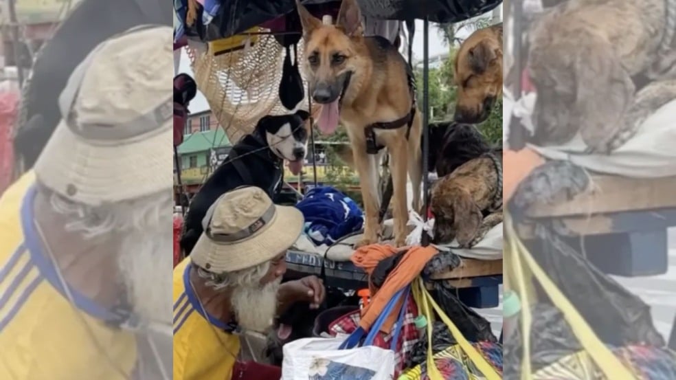 Morador de rua com cachorros abandonados