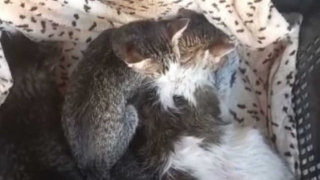 Gatos envenenados em Jundiaí