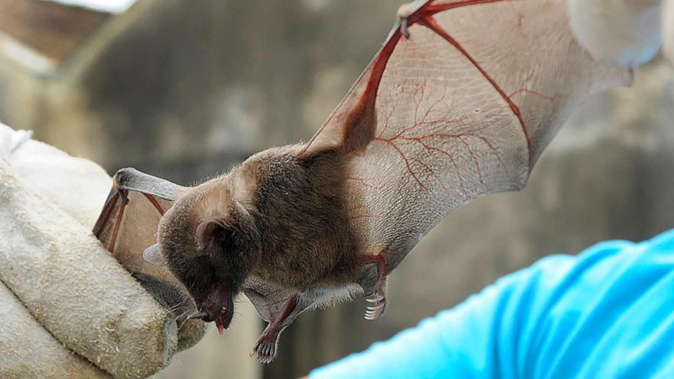 Morcegos encontrados caídos no chão, em residências e quintais, não devem ser manipulados (Foto: Prefeitura de Jundiaí)