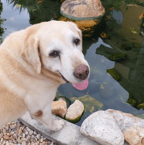 Morre Ice, primeiro cachorro salva-vidas do Brasil