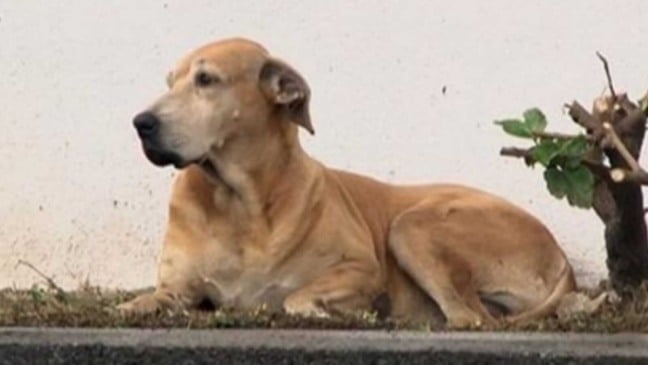 Cachorro deitado em calçada