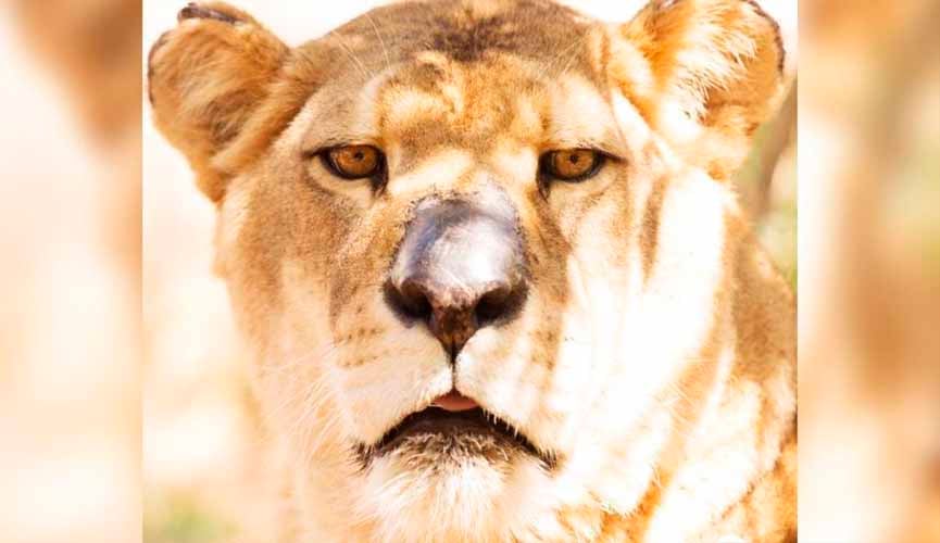 Morre em Jundiaí a leoa Helga - nossas noites estão mais tristes