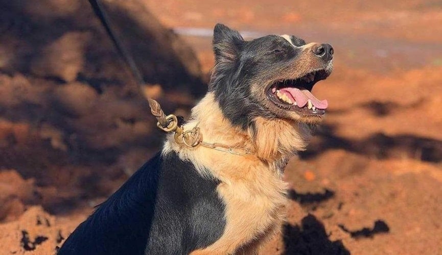 Morre o cão Thor, responsável por localizar vítimas nas tragédias de Brumadinho e Mariana
