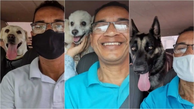 Motorista de taxi dog com cachorros