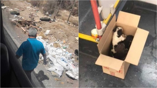 Cachorros em caixa dentro de onibus