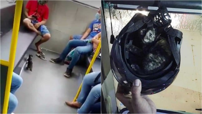 Gato em ônibus
