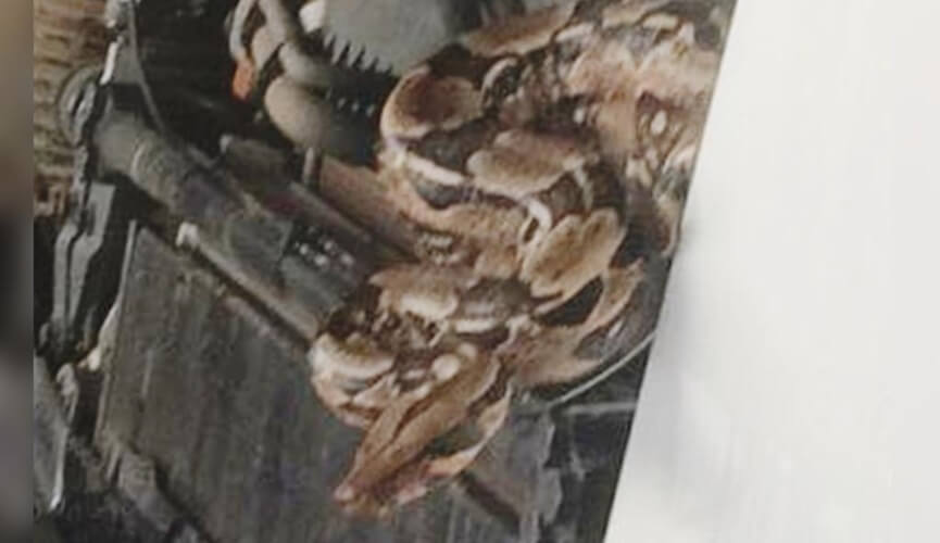 Motorista encontra jiboia em motor de caminhão