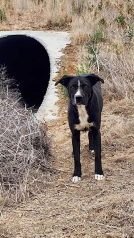 Cachorros abandonados vivendo em um cano no meio do nada