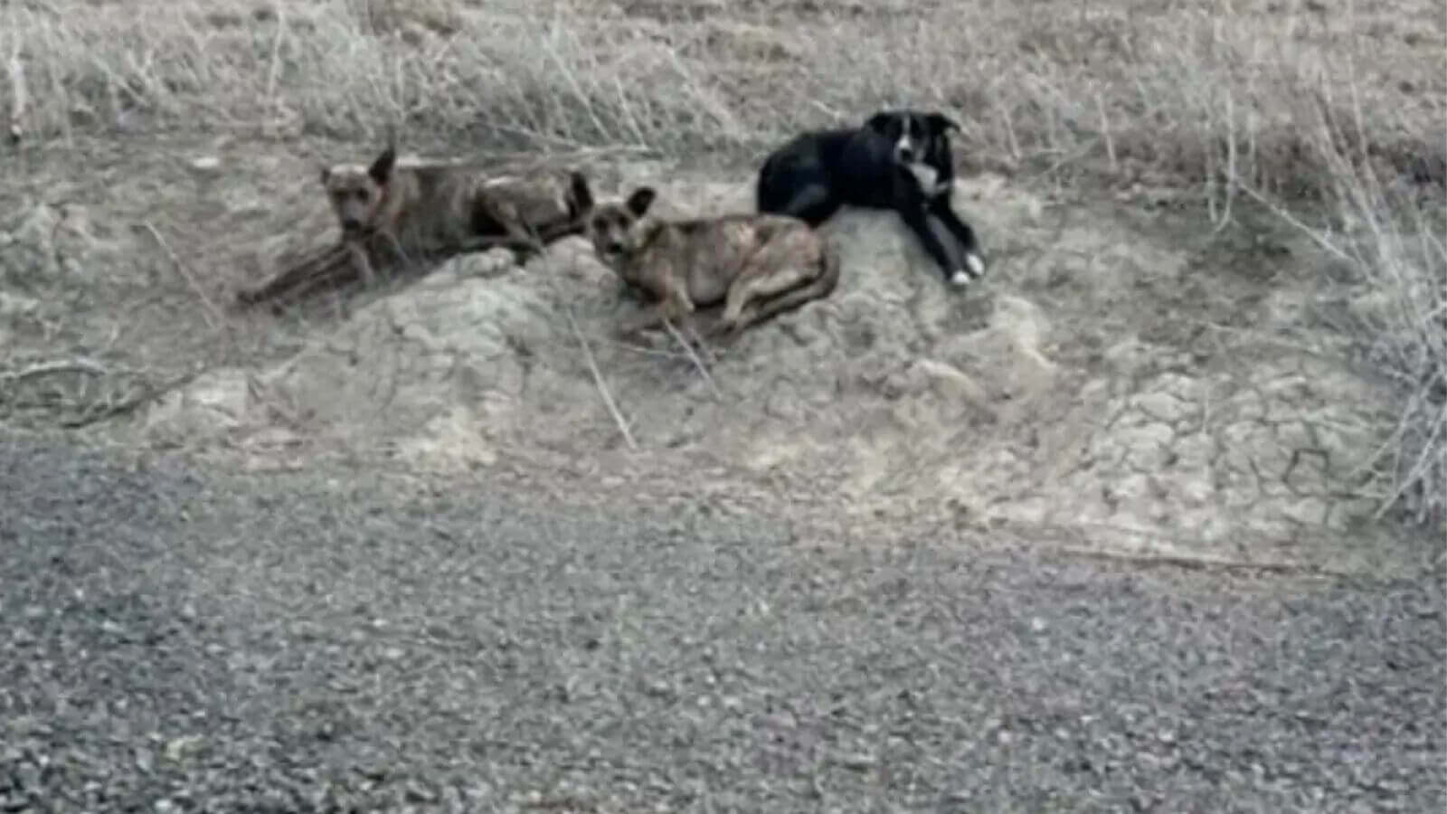 Cachorros abandonados vivendo em um cano no meio do nada