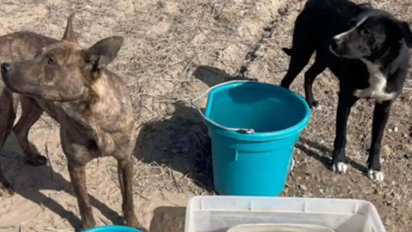 Cachorros abandonados vivendo em um cano no meio do nada