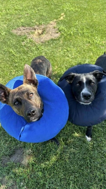 Cachorros abandonados vivendo em um cano no meio do nada