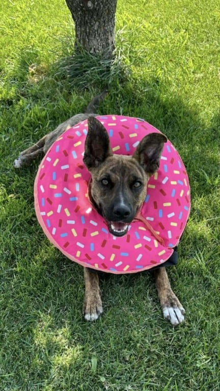 Cachorros abandonados vivendo em um cano no meio do nada