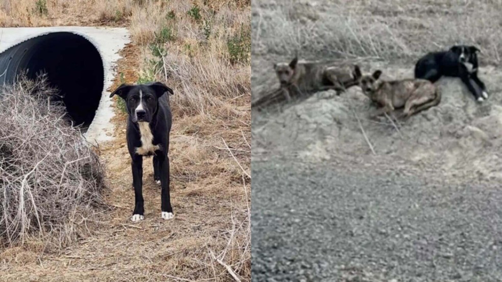 Cachorros abandonados vivendo em um cano no meio do nada Cachorros abandonados vivendo em um cano no meio do nada