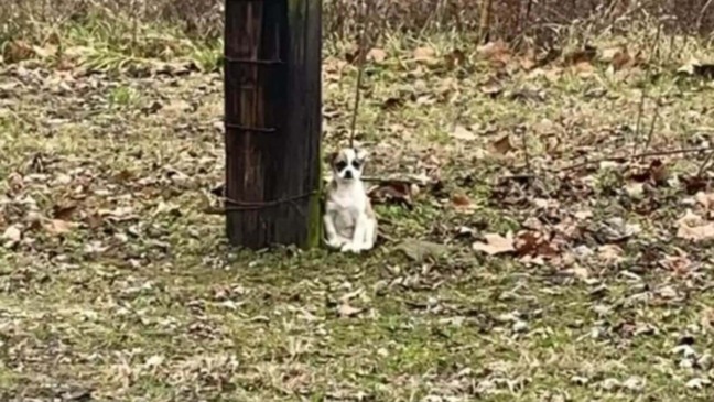 Foto: ONG Friends of Lewis County Animals
