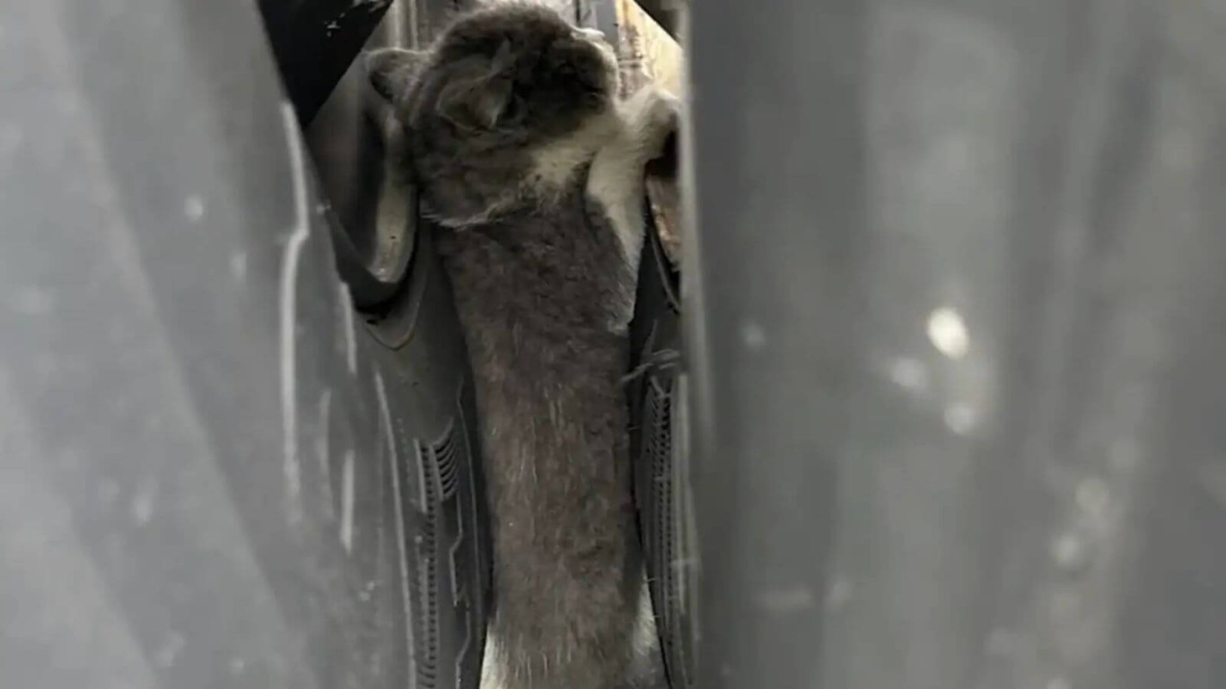 Gato preso em roda de caminhão