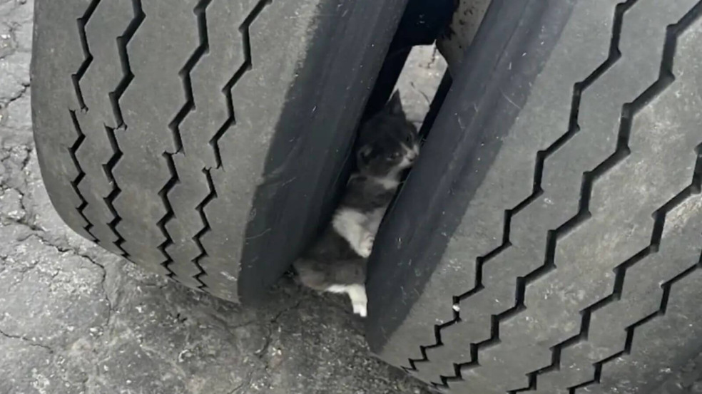 Gato preso em roda de caminhão