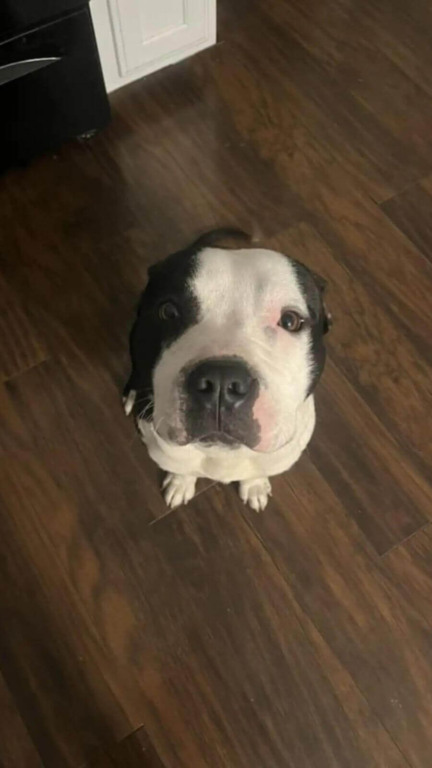 Cachorro pit bul preto e branco sentado no chão