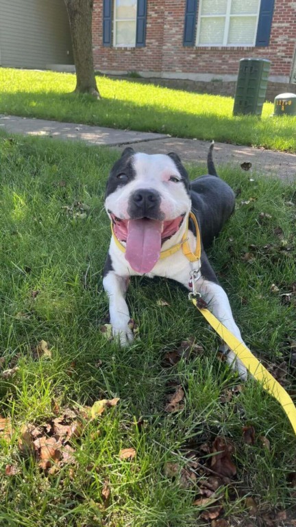 Cachorro pit bul preto e branco deitado em grama