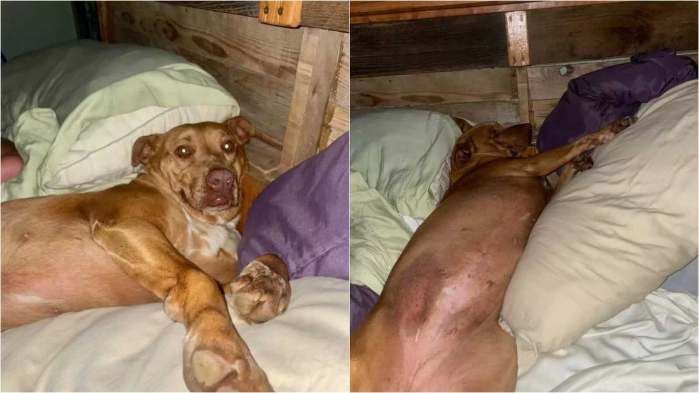 Cachorro deitado em cama