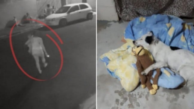 Montagem fotos de mulher resgatando cachorro