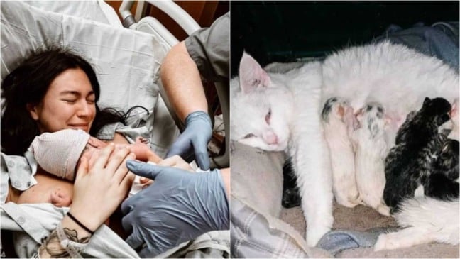 Mulher dando à luz e gata com filhotes