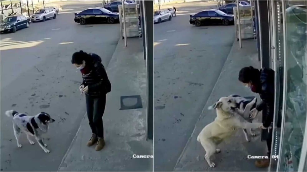 Mulher fazendo carinho em cachorros